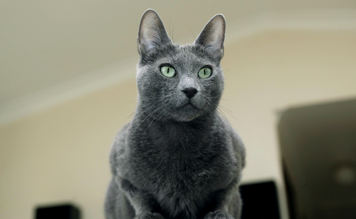 Image result for pictures of the russian blue cat