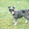 Schnauzer dog