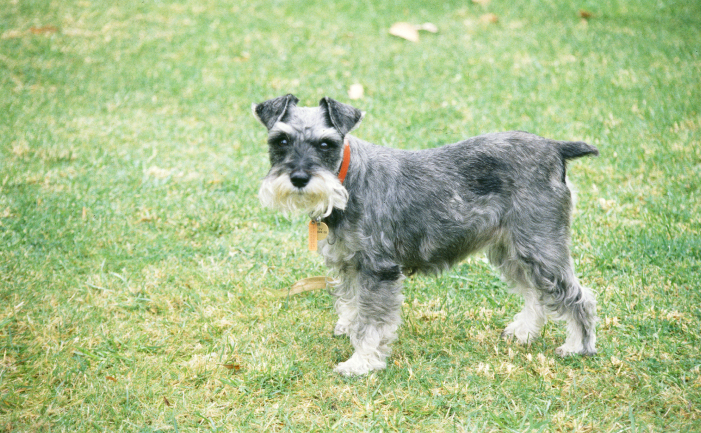 craigslist schnauzer puppies