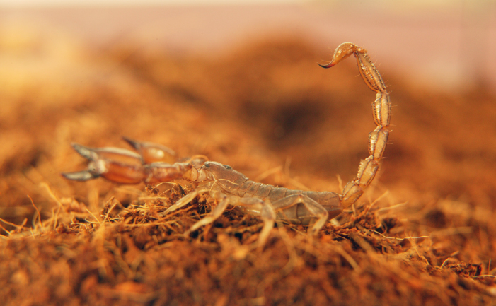 Scorpion on dirt