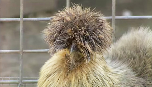 Chinese Silkie Chicken