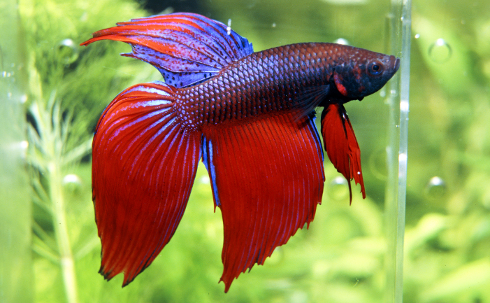 Siamese Fighting Fish  Burke39;s Backyard