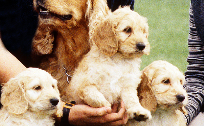 Cachorros de Spoodle