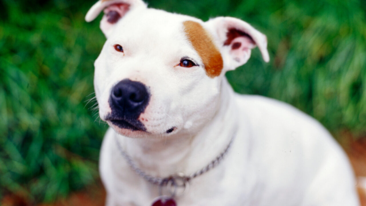 stocky staffy