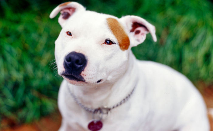 pure white english staffy