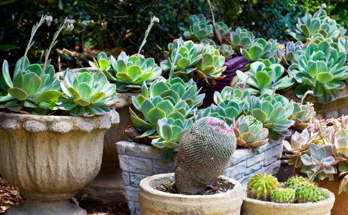 Backyard succulent nursery