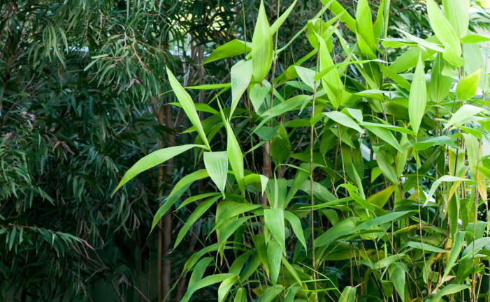 Tiger Grass - Burke's Backyard