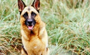 German Shepherd