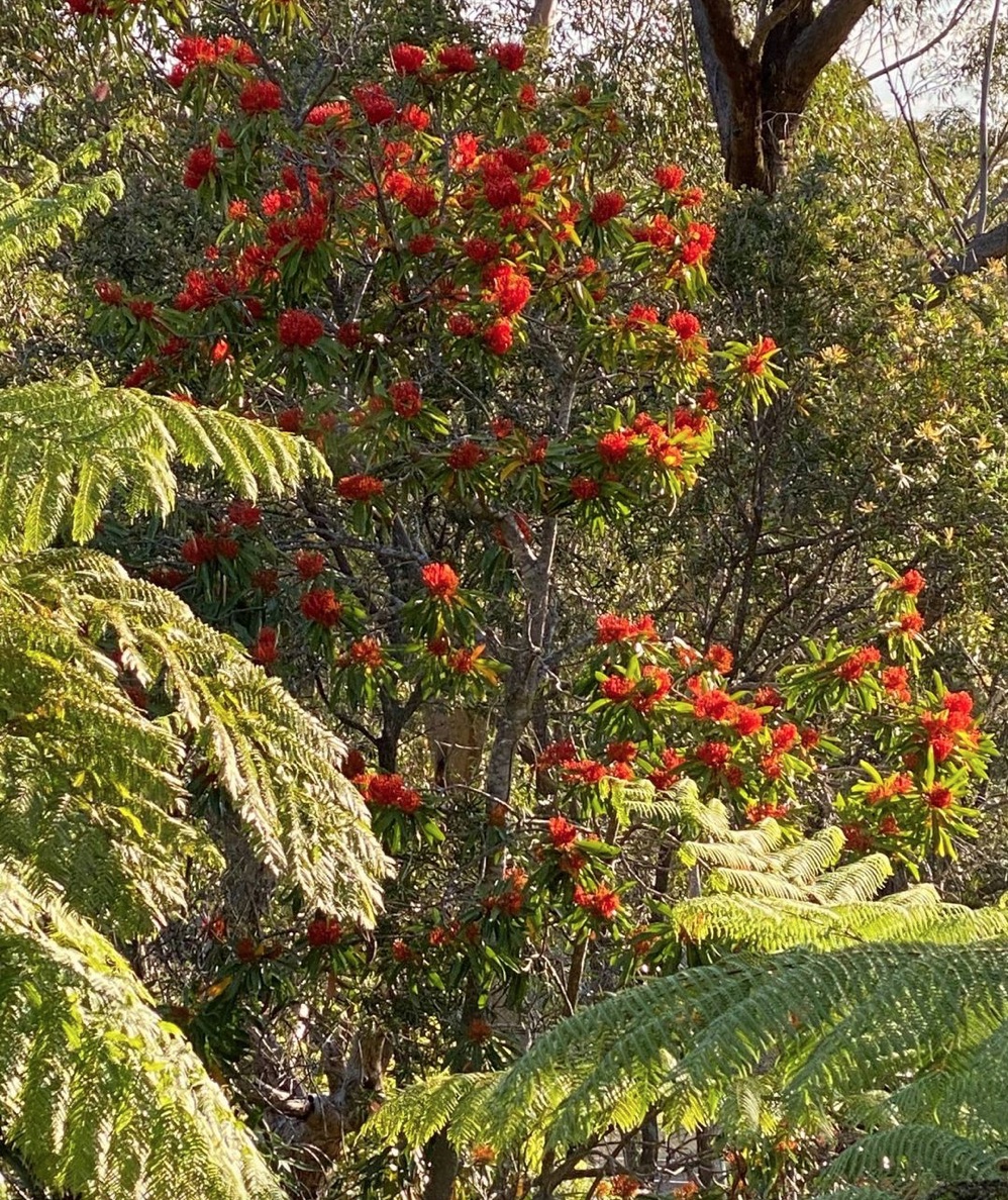 Tree Waratah Burke's Backyard