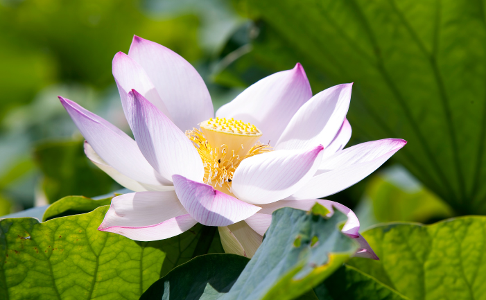 Lotus Flower