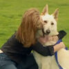 White shepherd dog