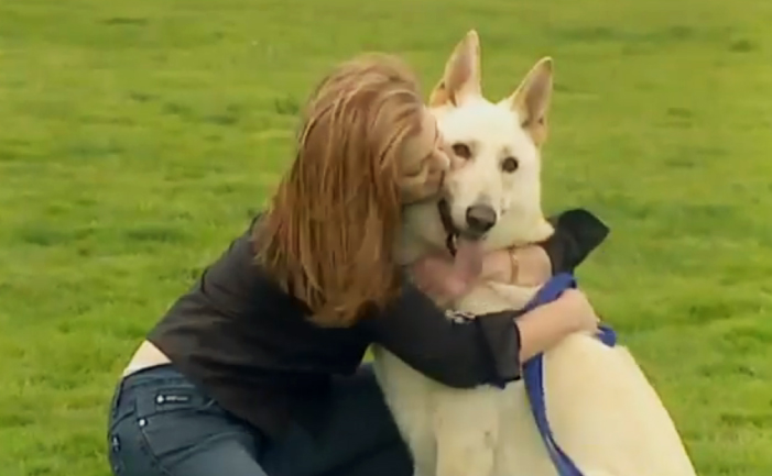 White shepherd dog