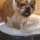 British Bulldog in water bowl