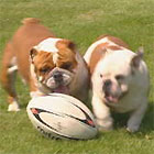 British Bulldogs playing football