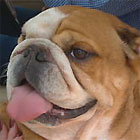 British Bulldog Portrait