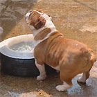 British Bulldog Drinking 2