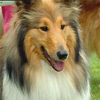 Rough & Smooth Collies
