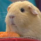 Guinea Pig