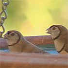 Native Birds in bird feeder
