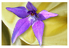 Growing Rare Orchids
