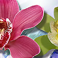 Cymbidium Orchids
