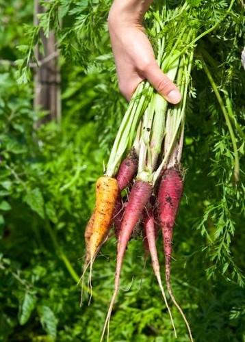 carrots