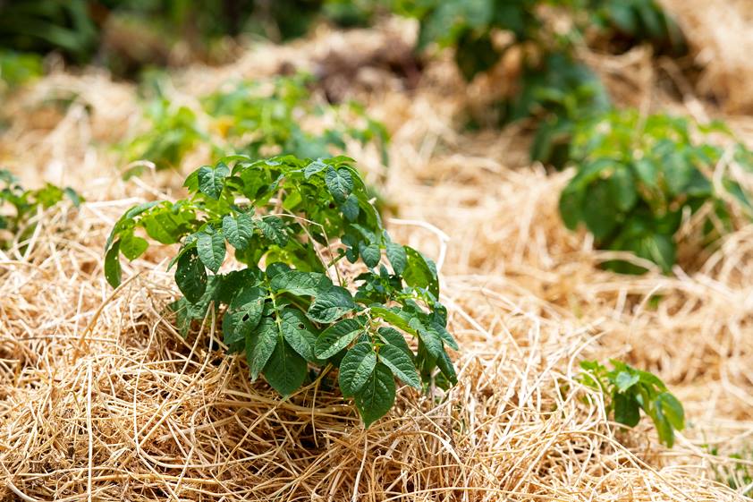 Don's Tips Mulches Burke's Backyard