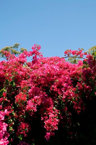 Bougainvilleas