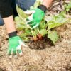 mulching veges