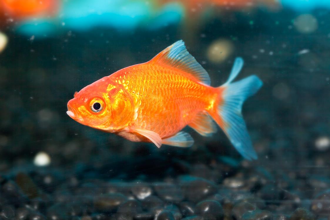 Don s Tips Goldfish - Burke s Backyard 