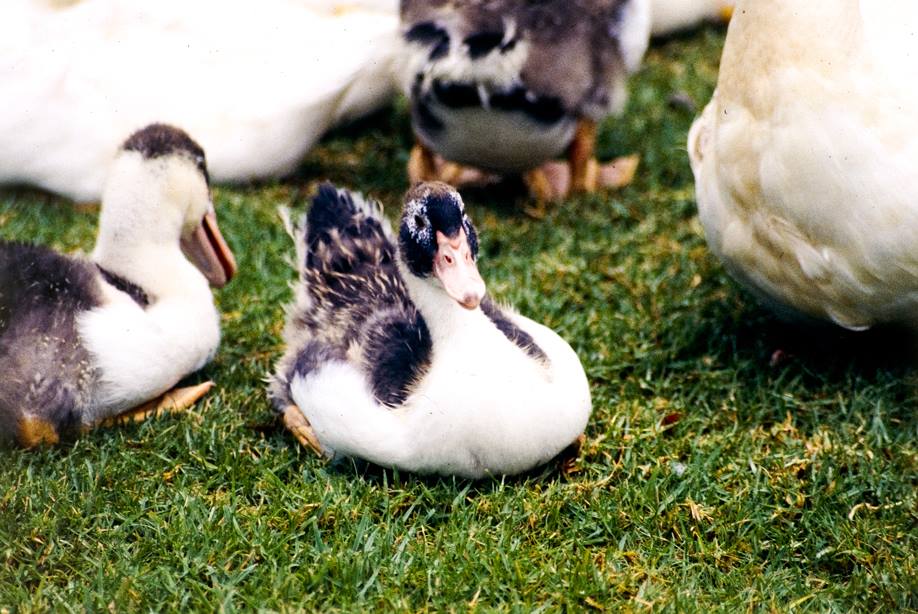 Don S Tips Ducks In Suburban Backyards Burke S Backyard
