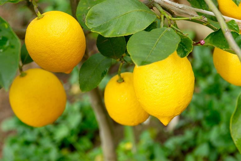 Don's Tips: No Fruit On Lemon - Burke's Backyard