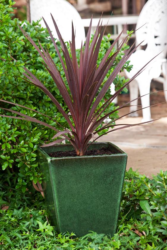 Don's Tips Moving Pot Plants Burke's Backyard