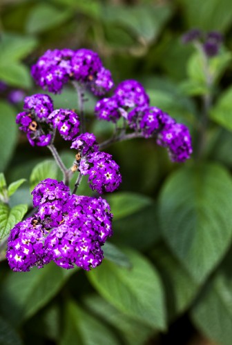Purple Heliotrope