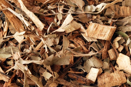 leaf litter