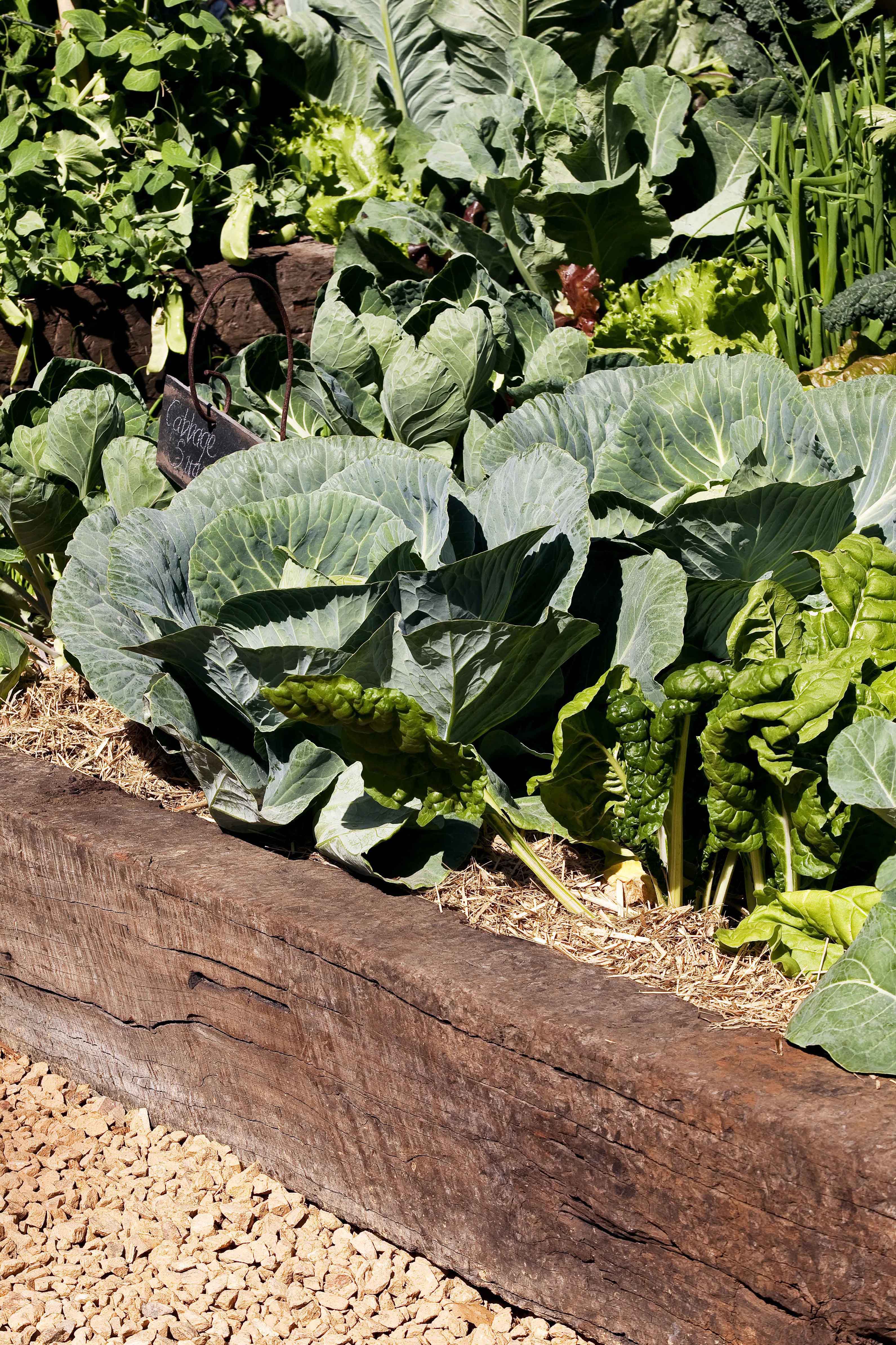 vegetable patch