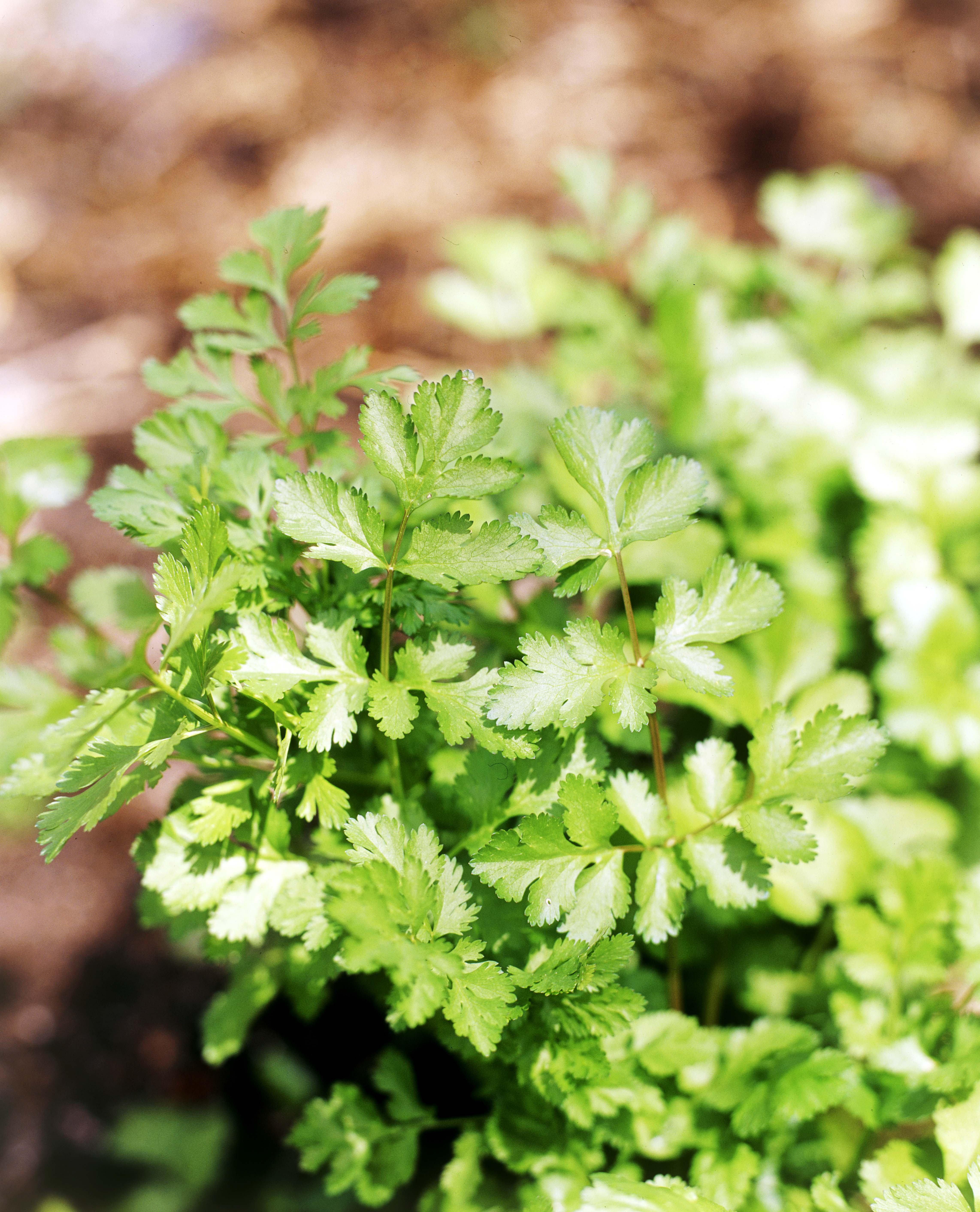 Don's Tips Coriander Burke's Backyard