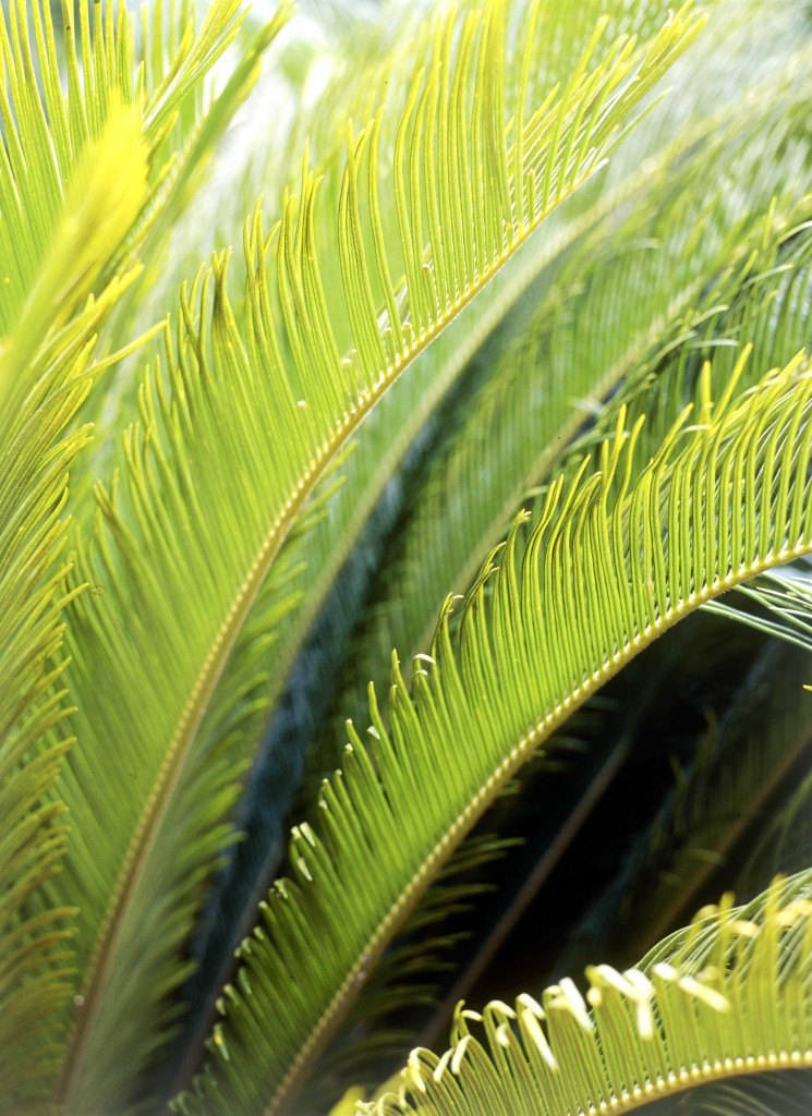 cycad frond