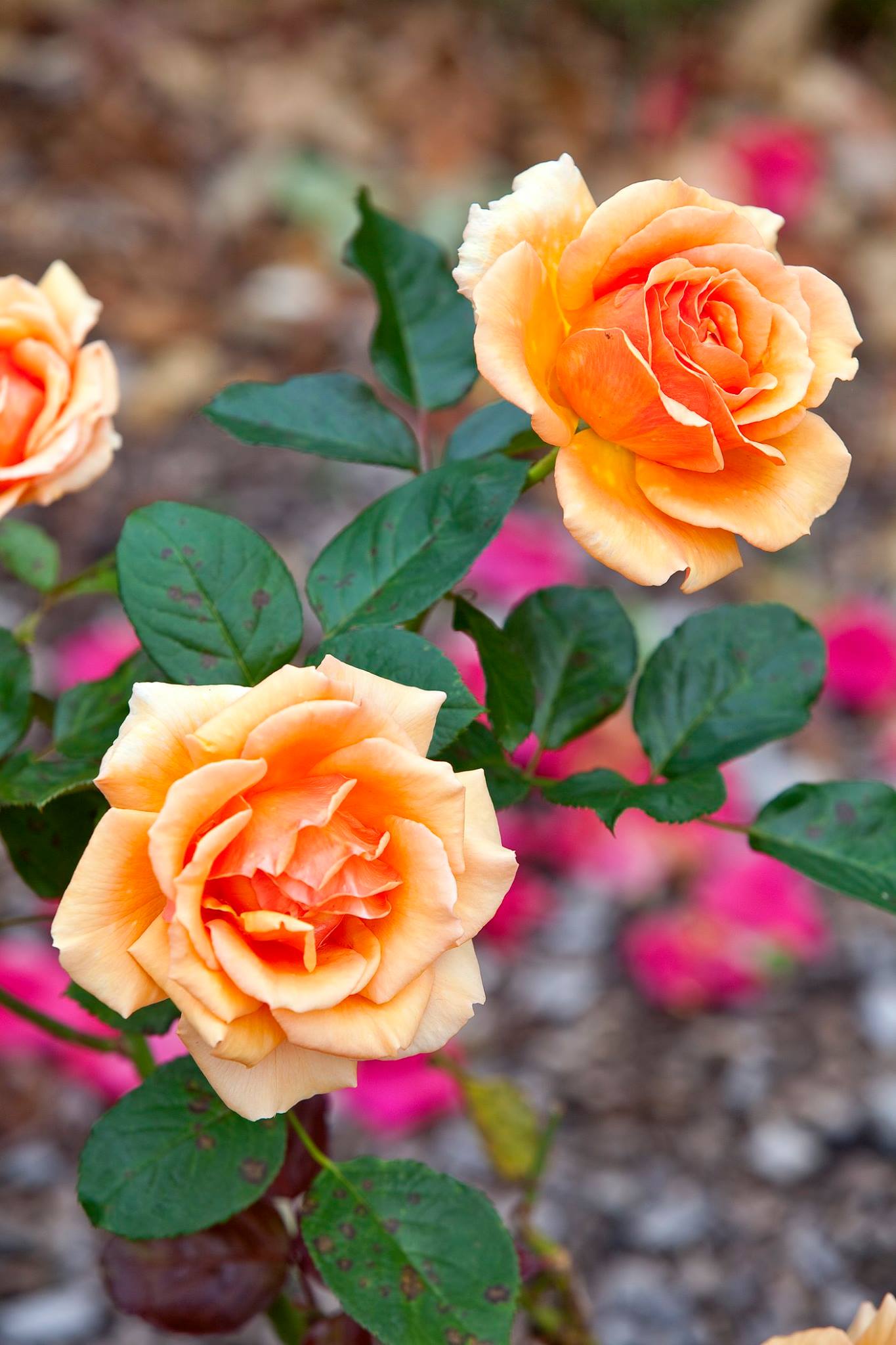 Don's Tips Flowers for Picking Burke's Backyard