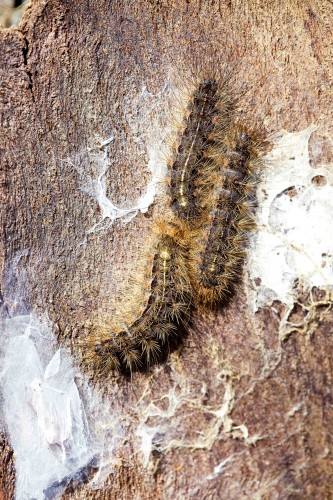 hairy caterpillars