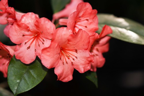Red flowers