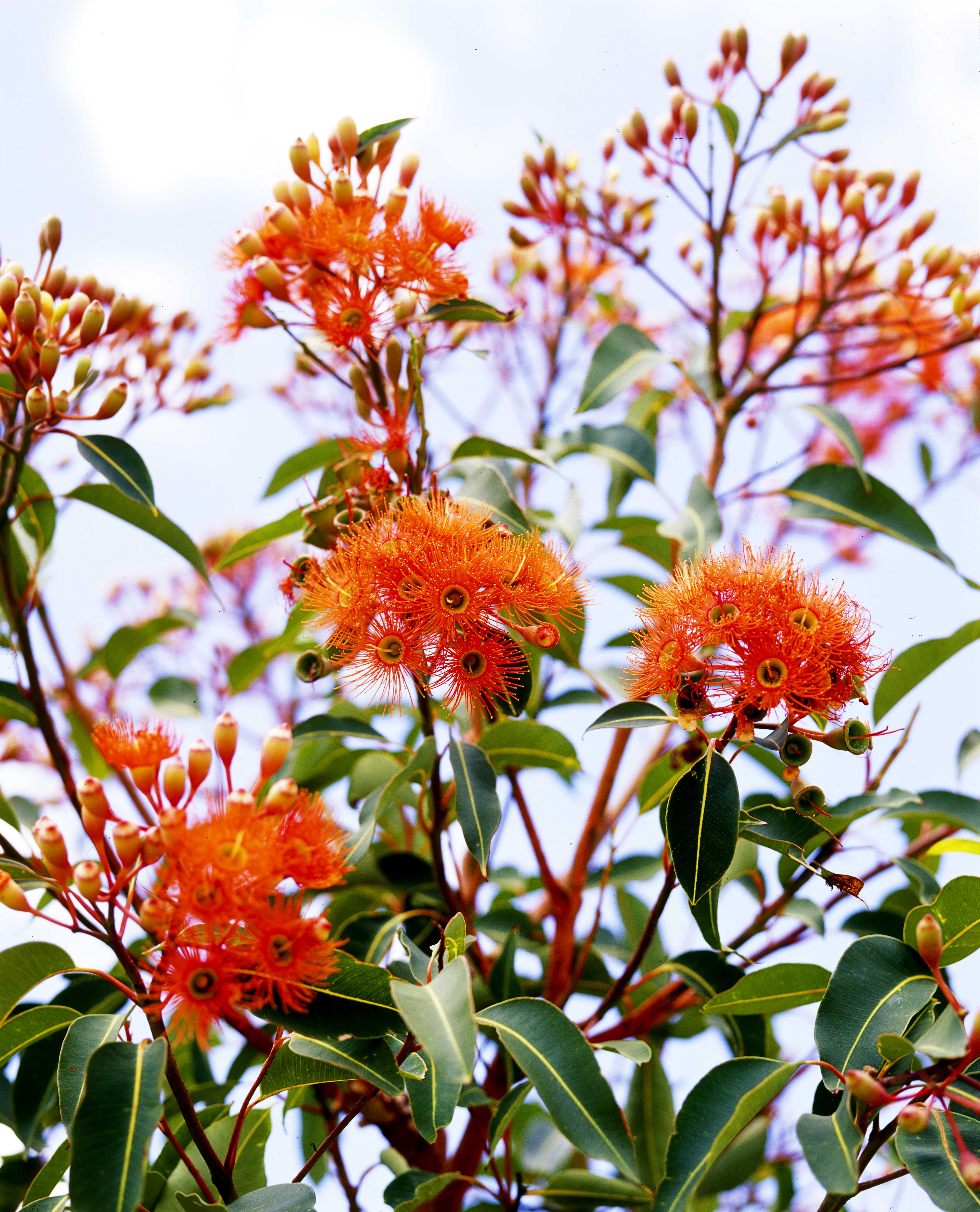 Don's Tips Tree Preservation Burke's Backyard