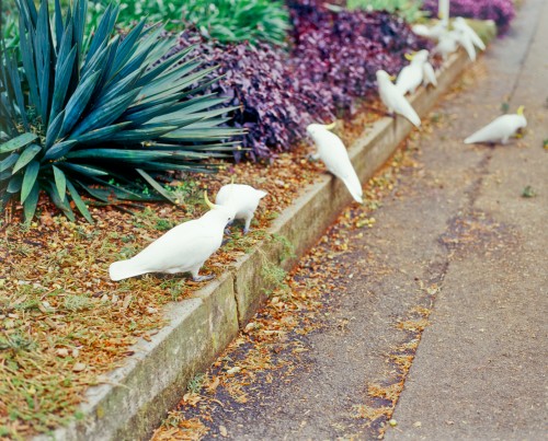 cockatoos