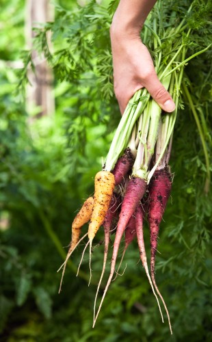 purple carrots