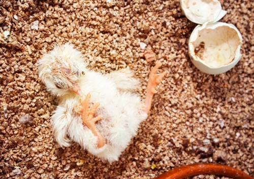 baby chicken