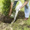 diggin up a shrub