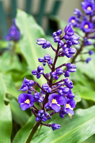 blue ginger