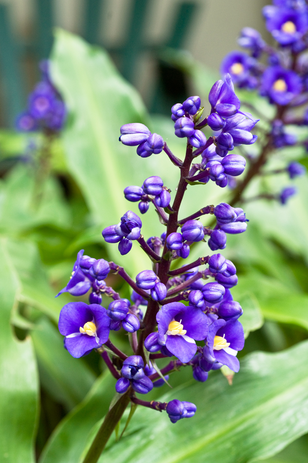 Don’s Tips Cinderella Plants Burke's Backyard