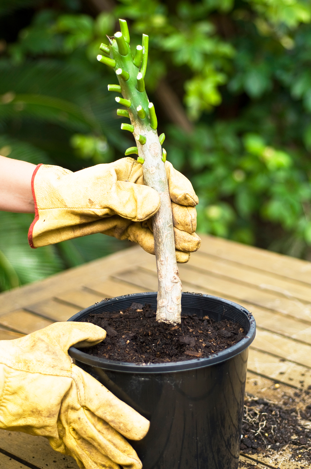 frangipani cuttings