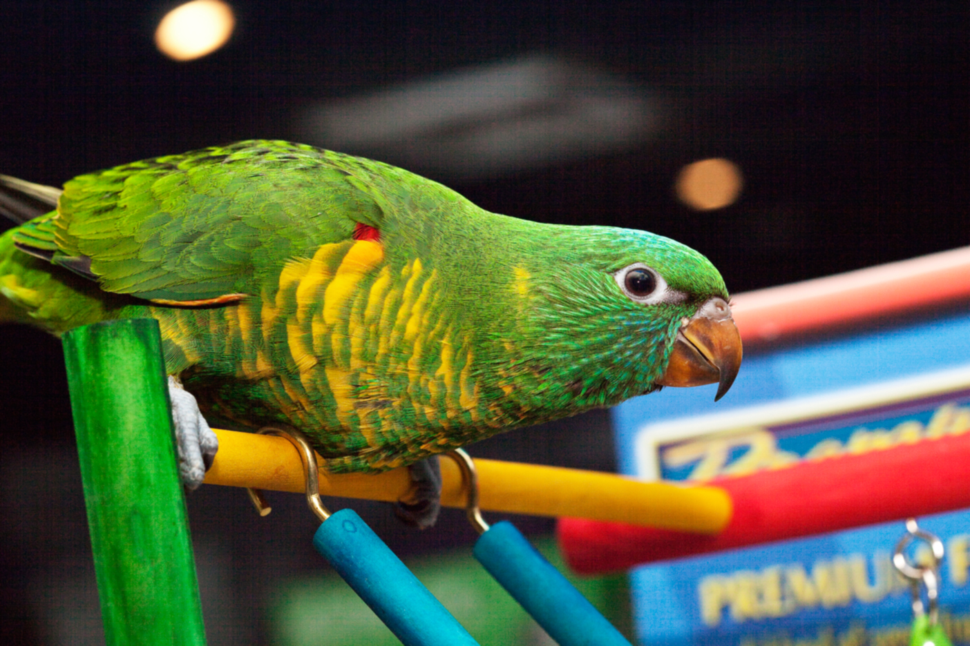Problem Bird